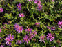 Aster 'Alice Haslam'