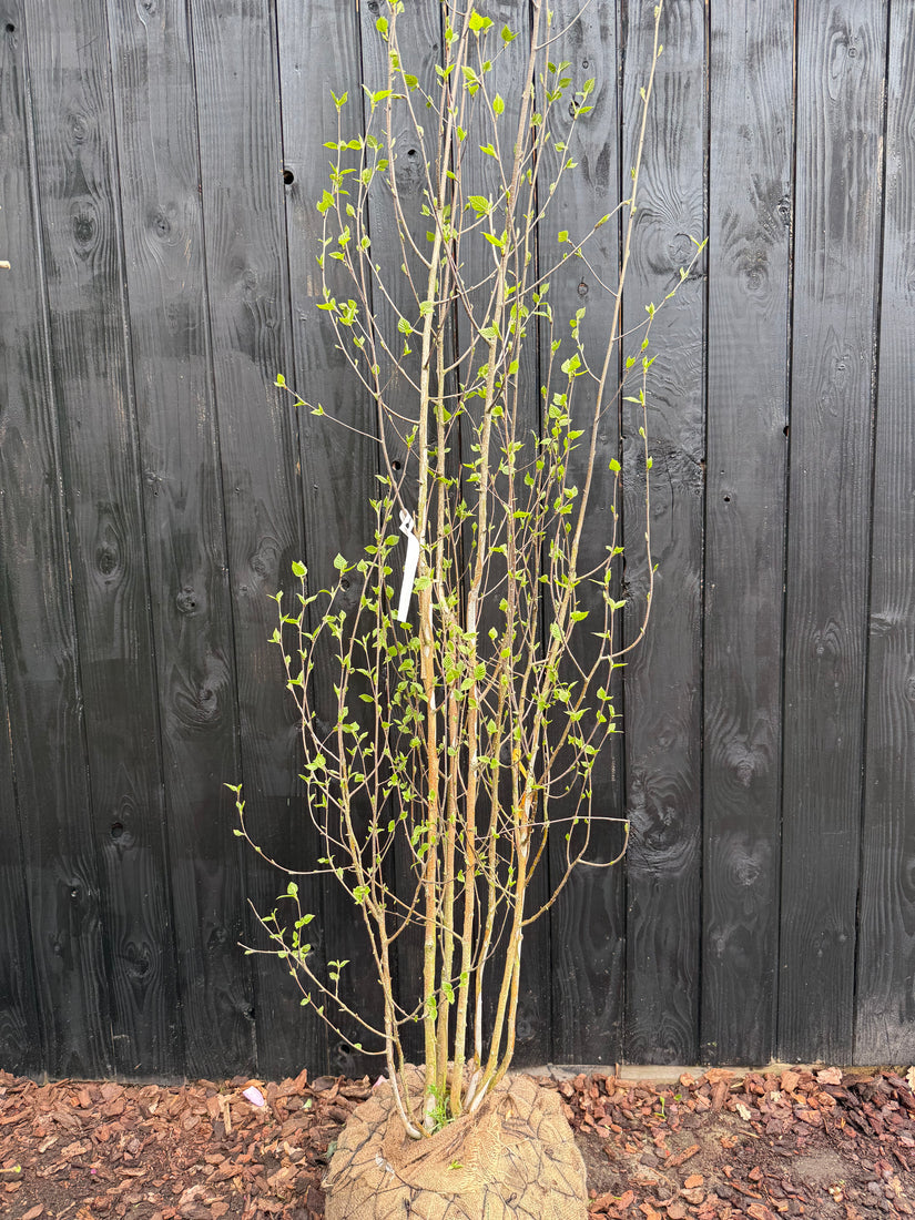 Birke - Betula Utilis 'Doorenbos'