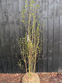 Birke - Betula Utilis 'Doorenbos'