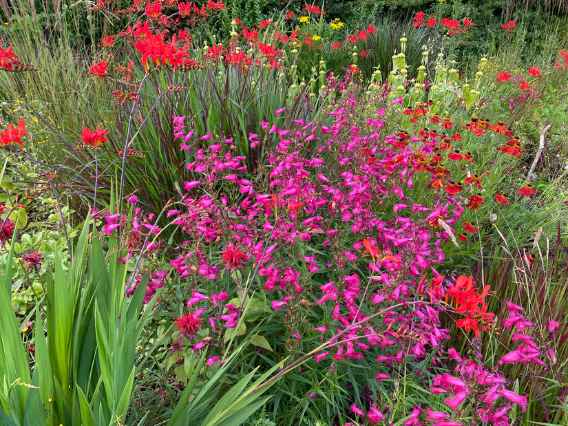 Schlangenkopf - Penstemon 'Schoenholzeri'