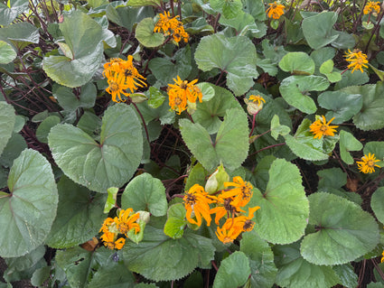 Greiskraut - Ligularia dentata 'Desdemona'