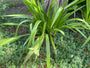 Stinkende Iris - Iris foetidissima