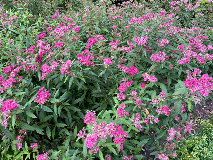 Japanische Spirea - Spiraea japonica 'Anthony Waterer' TIPP