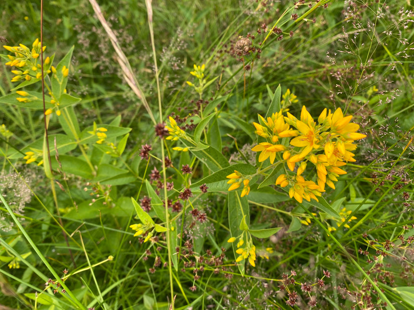 Großer Falke - Lysimachia vulgaris