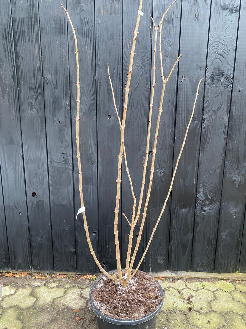 Winterbeeld sambucus black tower - voorbeeld in C35 pot 150-175 cm extra dikke takken