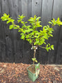 halfstam prunus avium regina