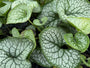 Kaukasisches Vergissmeinnicht - Brunnera Macrophylla 'Sea Heart'