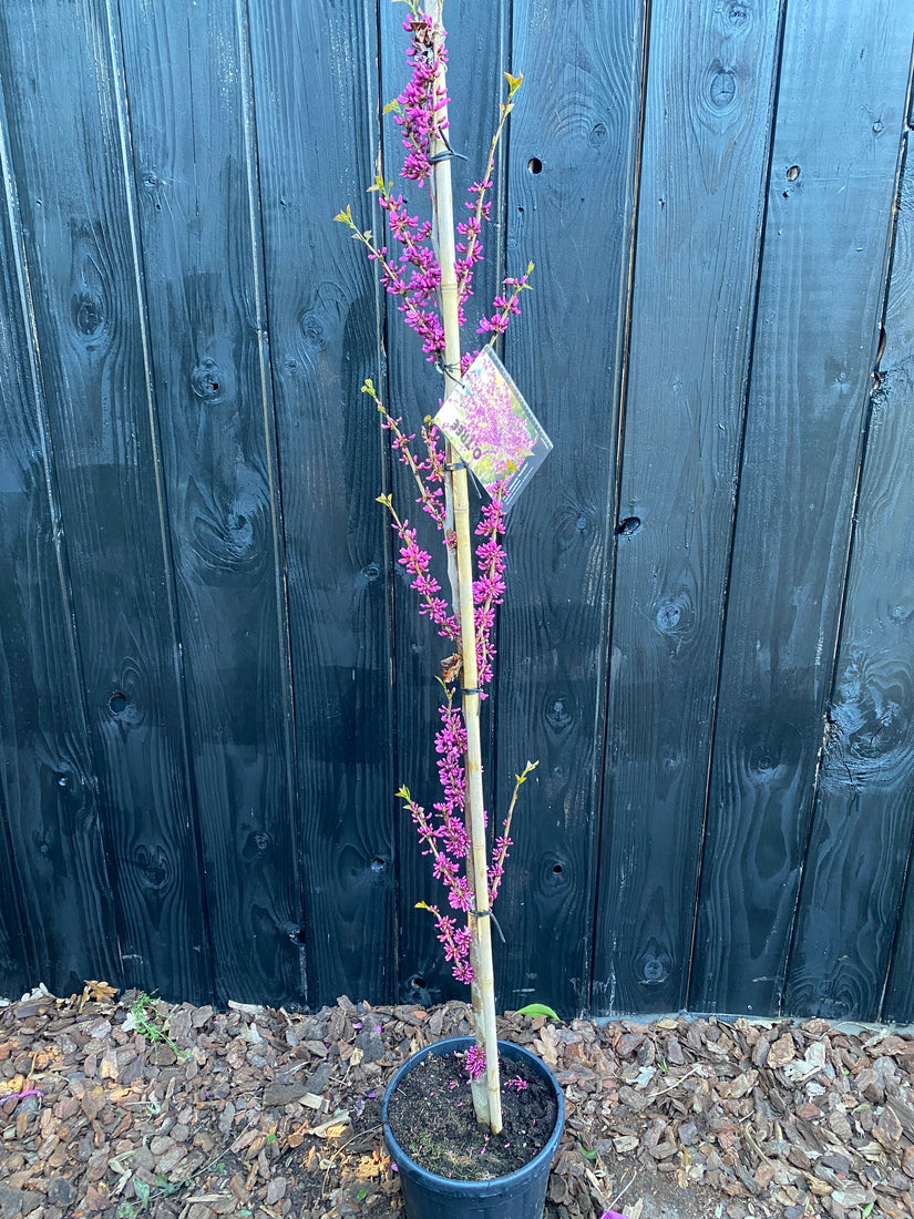 Chinesischer Judasbaum (Grün) - Cercis Chinensis 'Avondale'