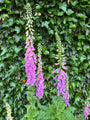 Gewöhnlicher Fingerhut - Digitalis purpurea