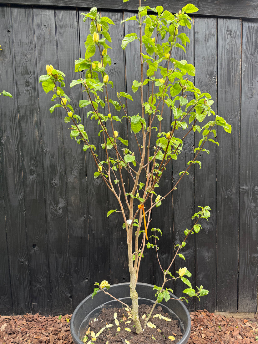 Gelber Biberbaum - Magnolia 'Yellow Bird'