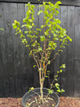 Gelber Biberbaum - Magnolia 'Yellow Bird'