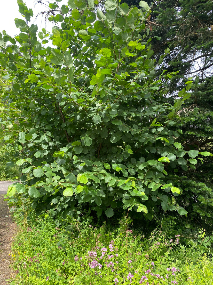 Gemeine Hasel (einheimisch) – Corylus avellana