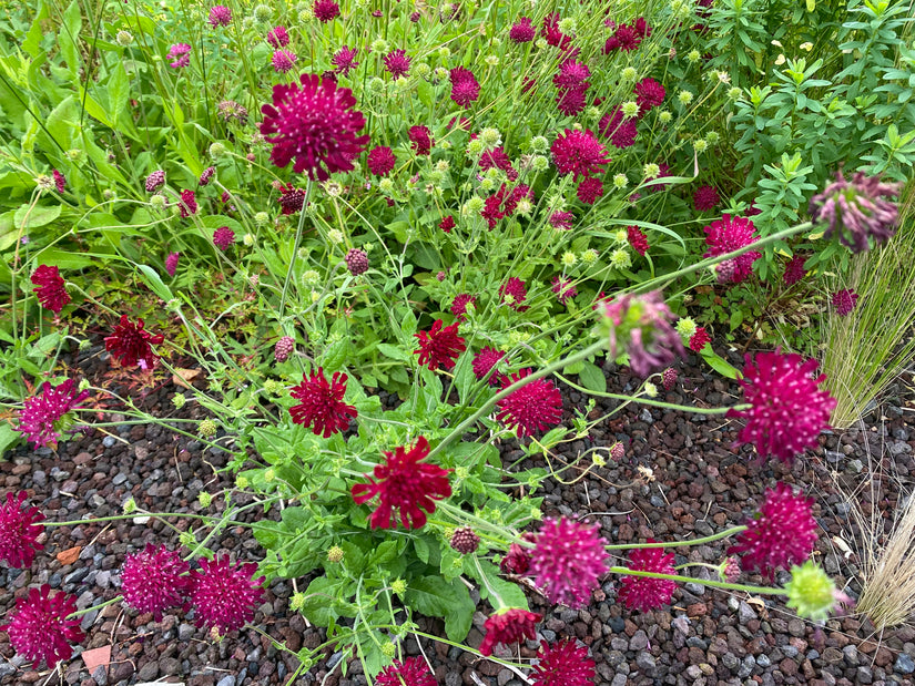 Wiesenkrone - Knautia macedonica