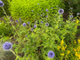 Kugeldistel - Echinops bannaticus 'Blue Globe'