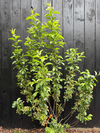 Mehrstämmiger Zierapfel (Rot) - Malus 'Red Sentinel'