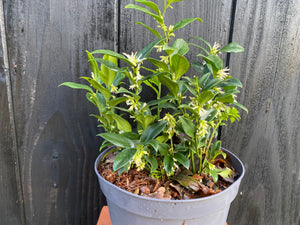 30-40 cm, C3