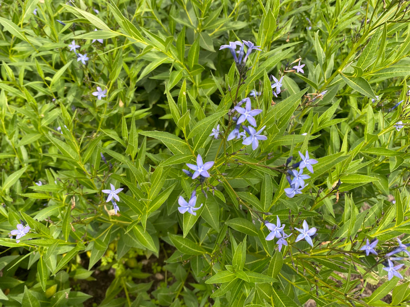 Blauer Stern - Amsonia tabernaemontana var. Salicifolia