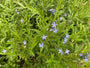 Blauer Stern - Amsonia tabernaemontana var. Salicifolia