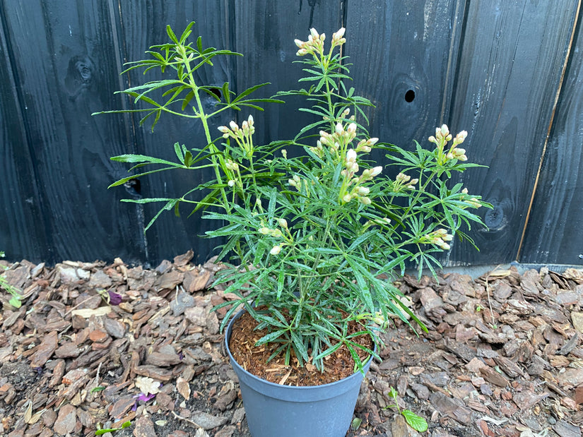 Choisya - Choisya ternata 'White Dazzler'