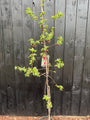 Säulenförmiger Zierapfel - Malus 'Red Sentinel'