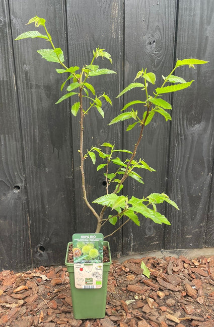 Mehrstämmige Edelkastanie (schnell tragend) - Castanea Sativa bio