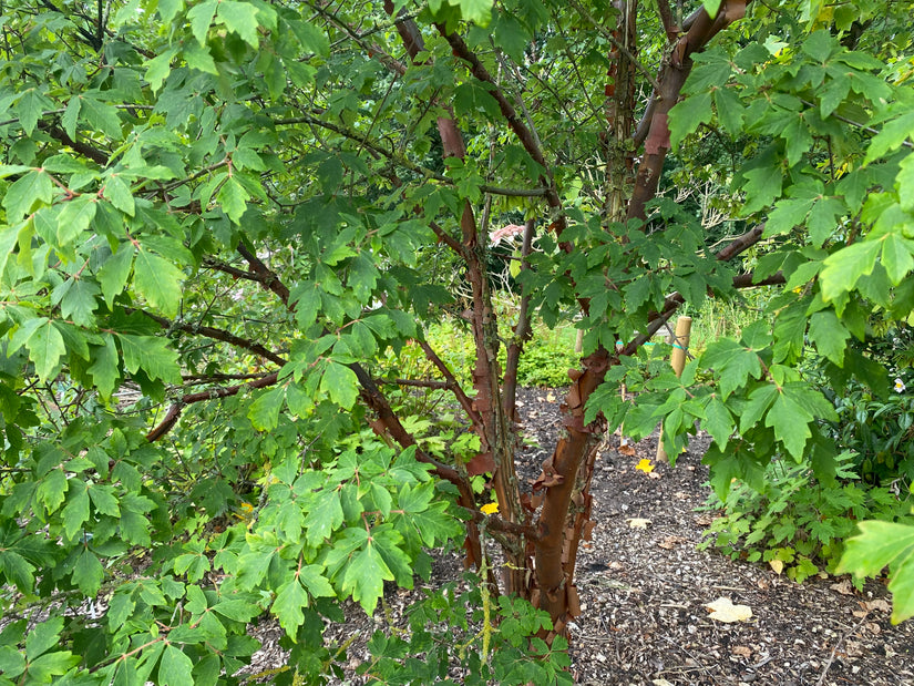 Papierahorn - Acer griseum