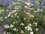 Gewöhnliche Schafgarbe (Weiß) - Achillea millefolium 'Schneetaler'