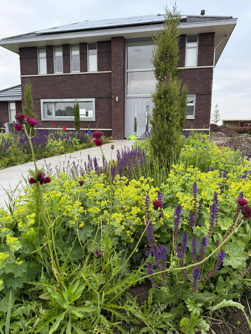 Bio-Schöner Frauenmantel – Alchemilla mollis TIPP