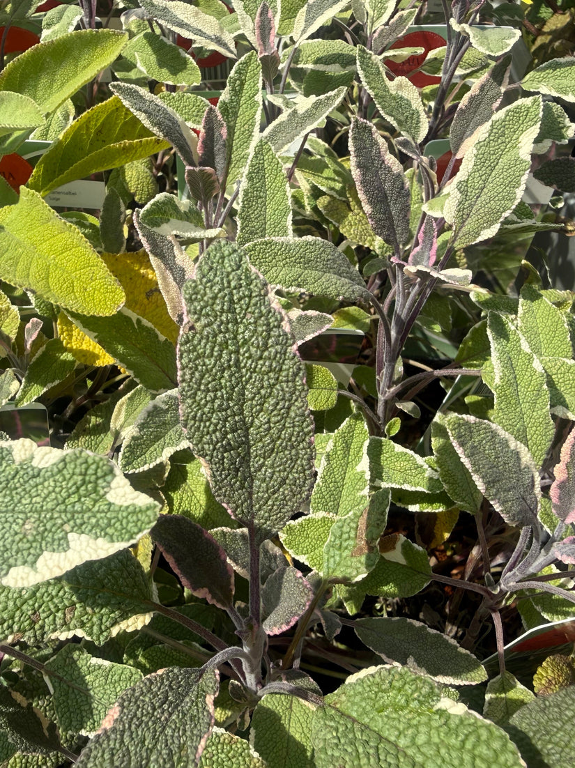 Bunter Salbei - Salvia officinalis 'Tricolor'
