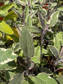 Bunter Salbei - Salvia officinalis 'Tricolor'