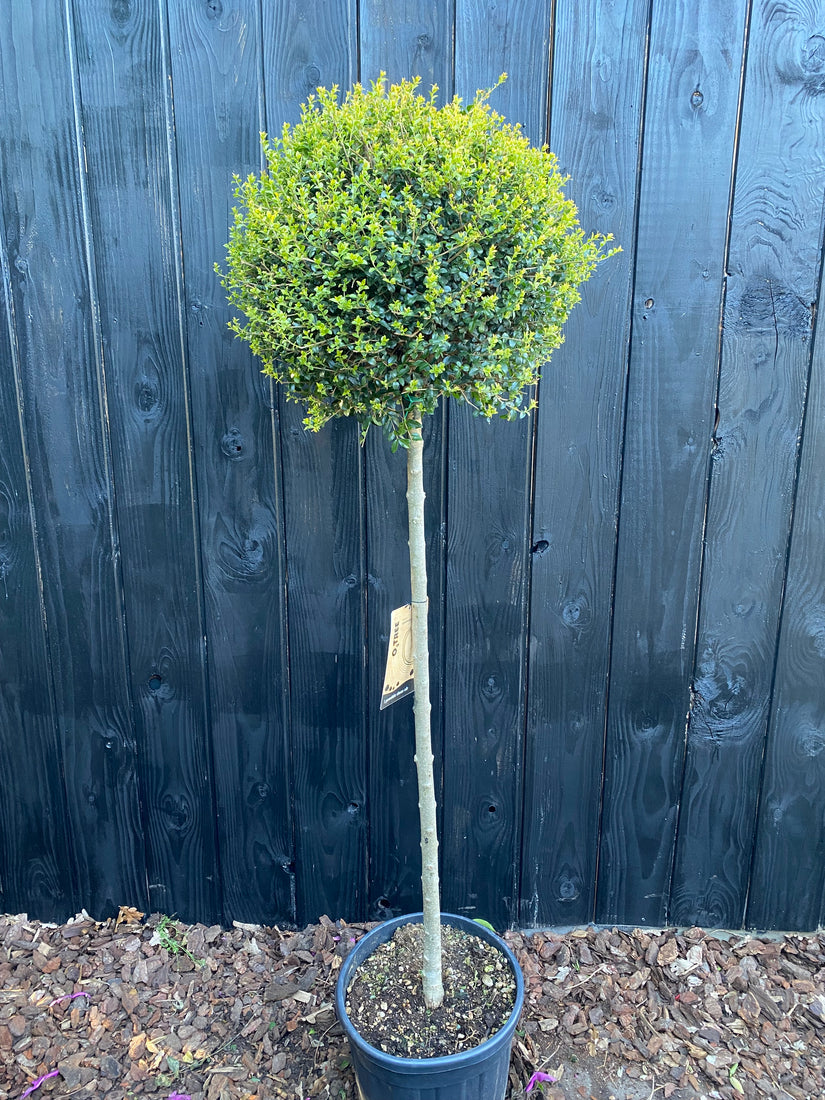 Immergrüner Liguster am Stamm - Ligustrum Jonandrum / Delavayanum halber Stamm