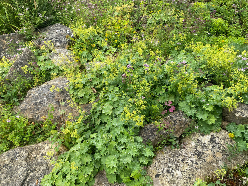 Wunderschöner Frauenmantel – Alchemilla mollis TIPP