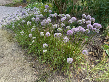 Zierzwiebel - Allium 'Millenium'