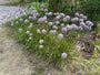 Zierzwiebel - Allium 'Millenium'