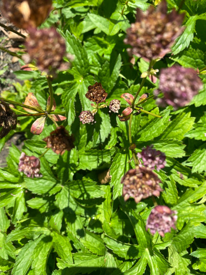 Zeeland-Knoten - Astrantia Major 'Rubra'