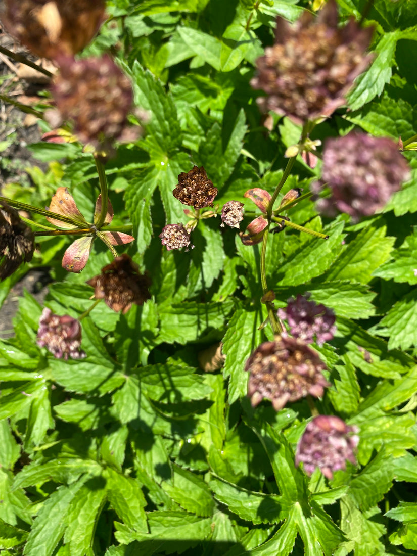 Zeeland-Knoten - Astrantia Major 'Rubra'