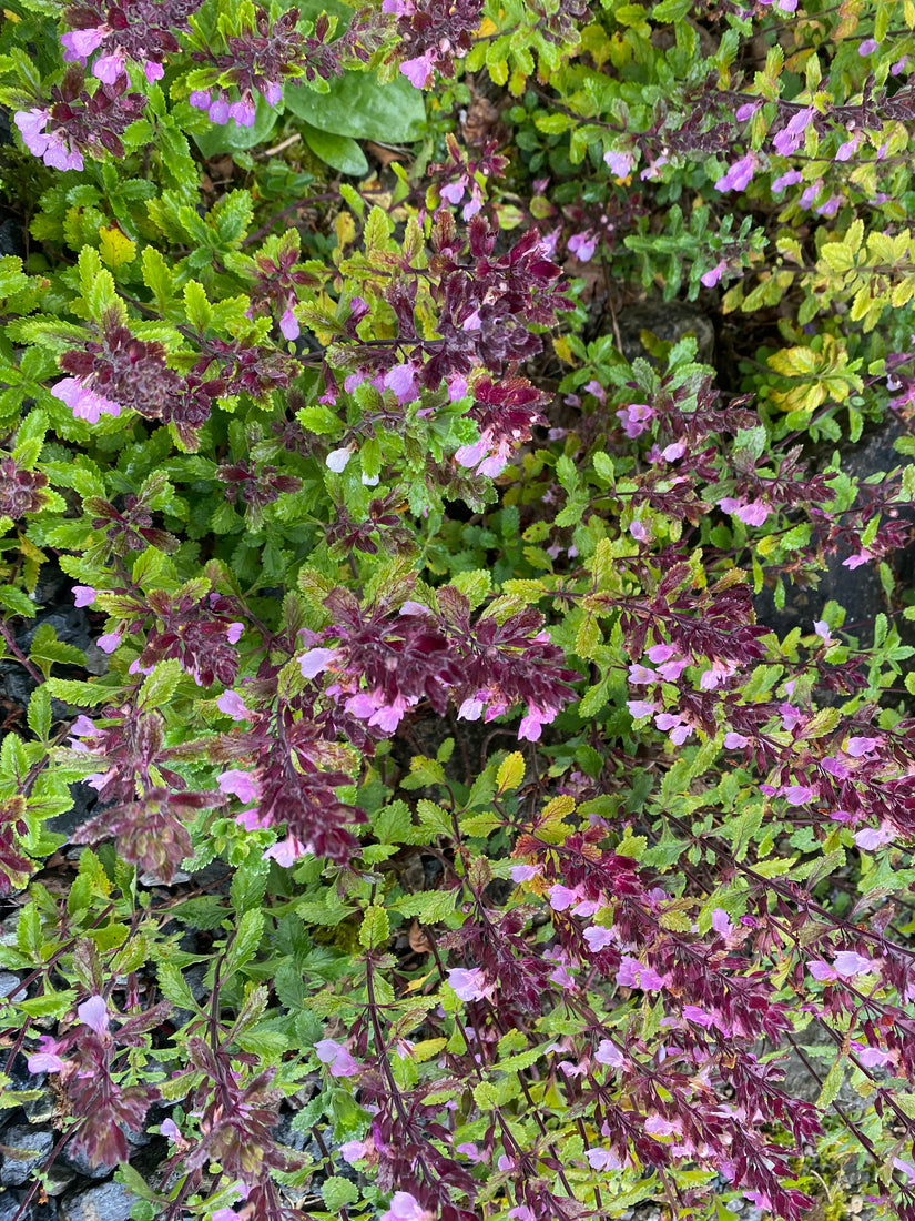 Echter Gamander - Teucrium chamaedrys