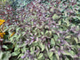 Königinnenkraut - Eupatorium rugosum 'Chocolate'
