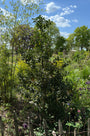 Grüne Stechpalme - Ilex Aquifolium