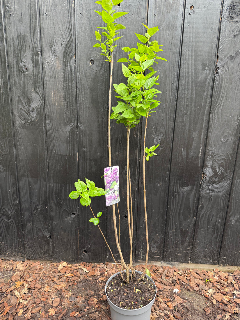 Gewöhnlicher Flieder - Syringa vulgaris 'Charles Joly'