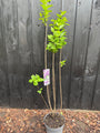 Gewöhnlicher Flieder - Syringa vulgaris 'Charles Joly'