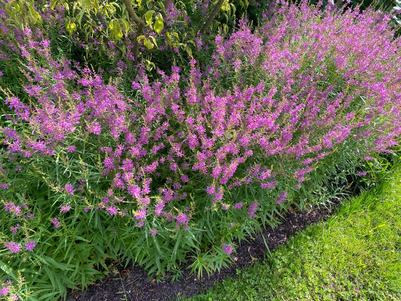 Blutweiderich - Lythrum virgatum