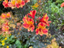 Peruanische Lilie - Alstroemeria Ligtu Hybriden