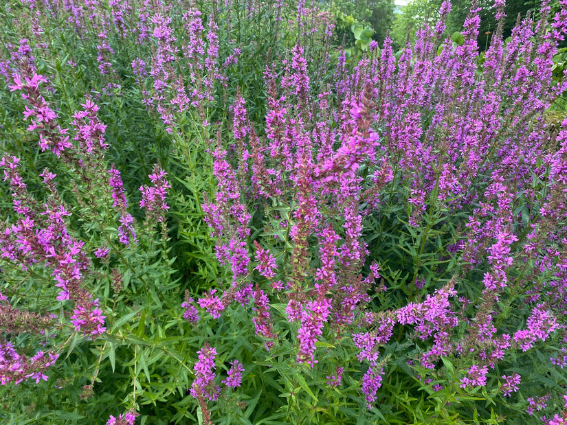 Rohrkolben - Lythrum virgatum 'Dropmore Purple'