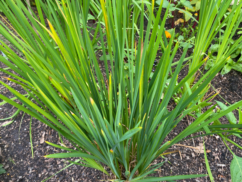 Iris - Iris sanguinea 'Schneekönigin'