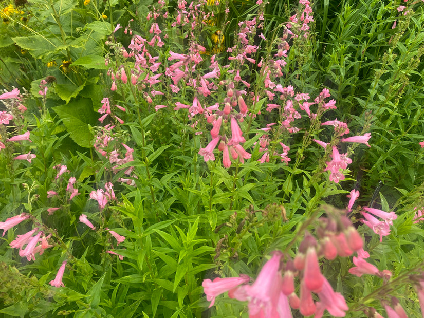 Schlangenkopf - Penstemon 'Apple Blossom'