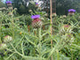 Karde - Cynara cardunculus 'Cardy'