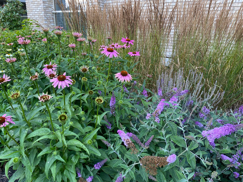 Sonnenhut - Echinacea purpurea