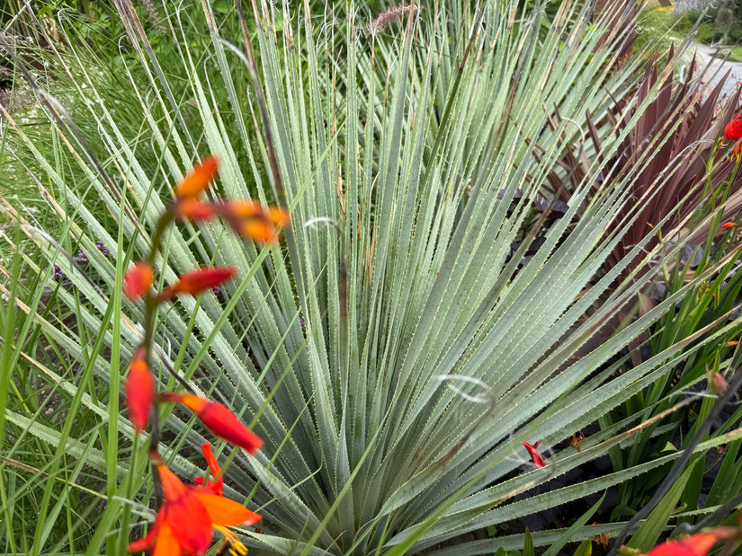 Yuccablättrige Kreuzdistel - Eryngium yuccifolium