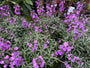 Felsenrakete - Erysimum linifolium 'Bowles Mauve'